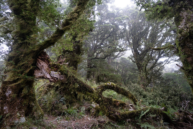 Misty Rainforest, New Zealand