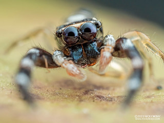 Jumping spider (Padillothorax sp.) - P4177119
