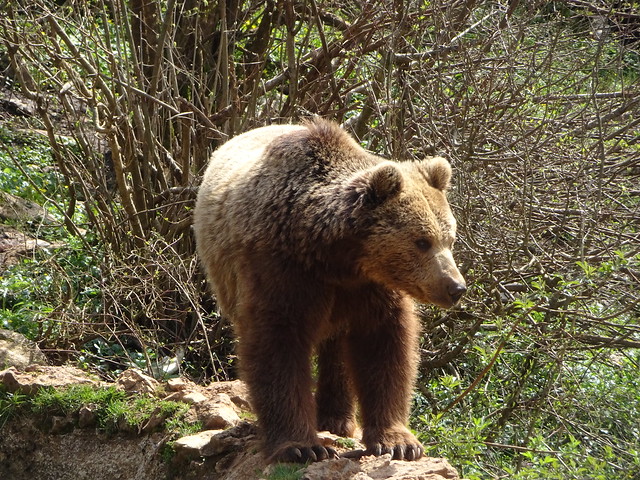 Zu Besuch bei den Bären in Kuterevo