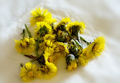 Spring suns. Selective focus on drying Coltsfoot. Close up