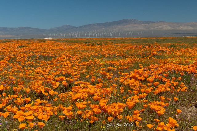 Antelope Valley Poppy Bloom