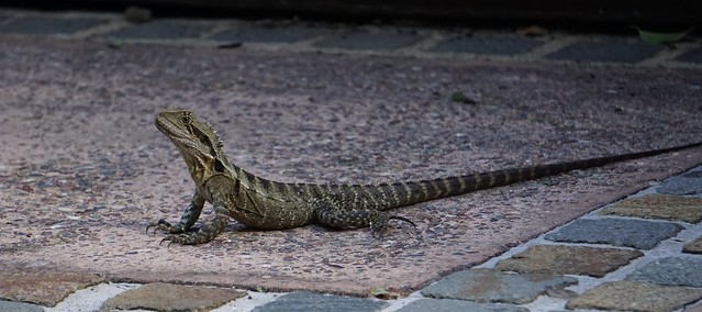 Water dragon pops out for some sunshine in  Albert Park Gardens.