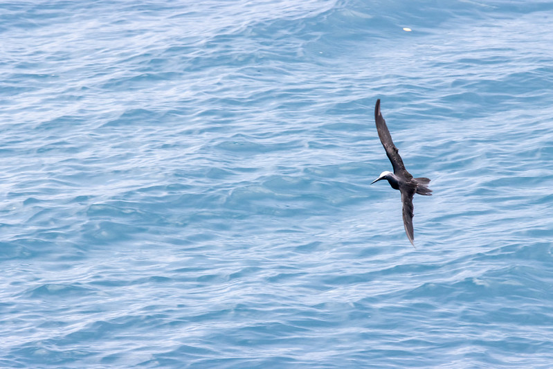 Lots of black noddies around