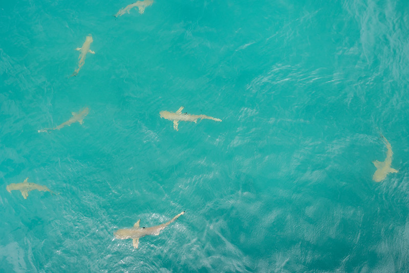 Sharks circling the boat