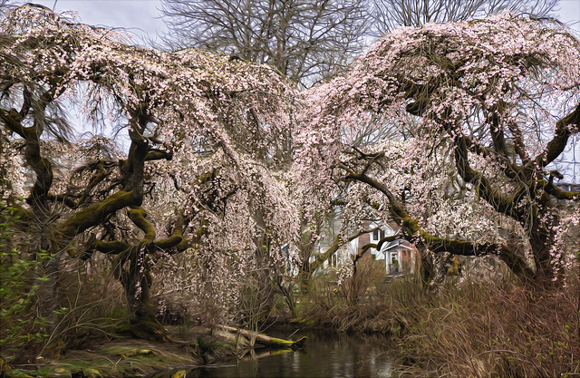 Westmoreland Park • Cherry Trees 2023