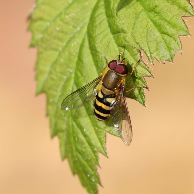 Hoverfly (EXPLORE April 24, 2023)
