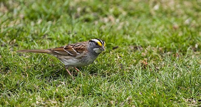 0P7A1320   White-throated Sparrow, Canada