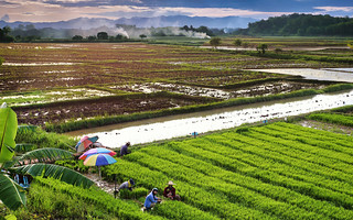 Farmers continue to harvest in the rice fields of Nan until sunset