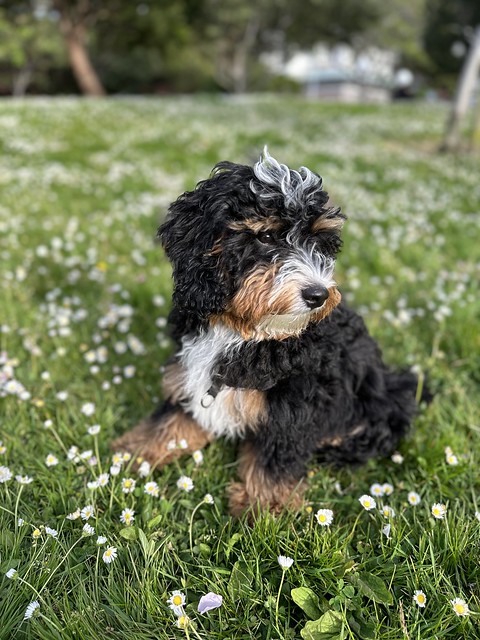 Beneath soft fur's warmth, Playful hearts merge, love blossoms, Bernedoodle's gift.
