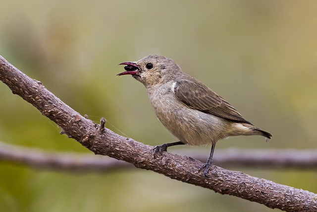 The smallest bird of India - A Pale Billed Flowerpecker - relishing a wild berry