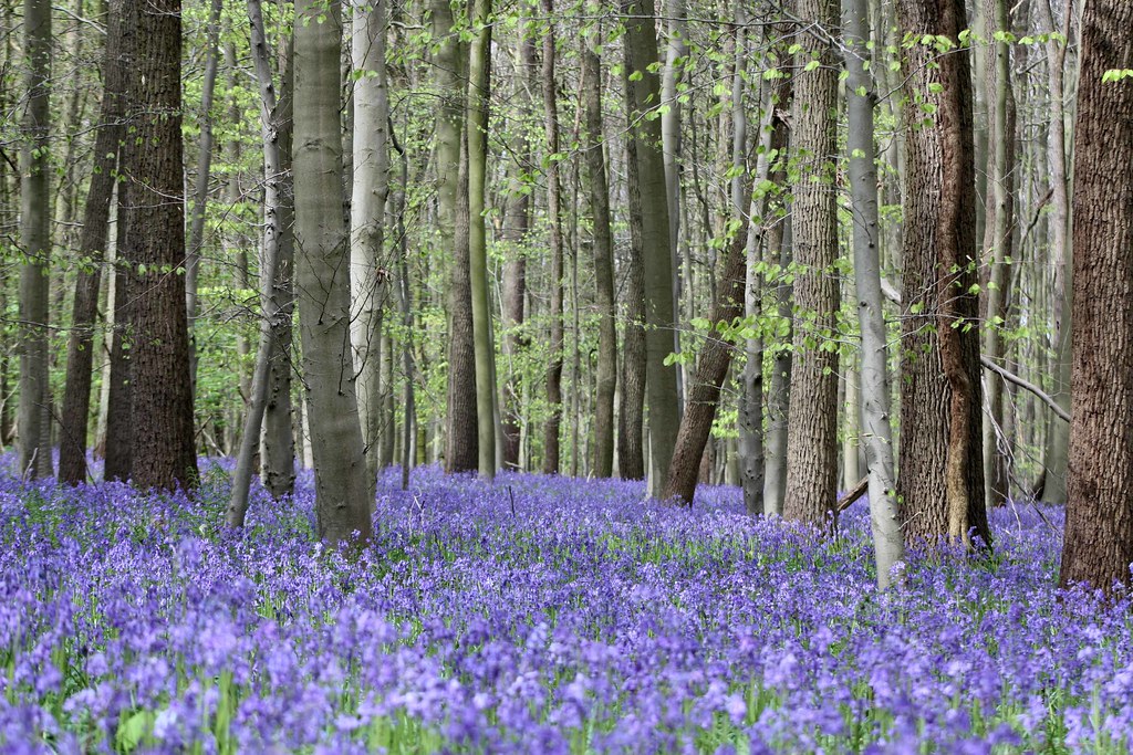 « The bluebells made such a pool that the earth had become like water, and all the trees and bushes seemed to have grown out of the water. And the sky above seemed to have fallen down on to the earth floor. » - Graham Joyce