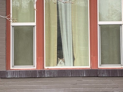 Cats in the window