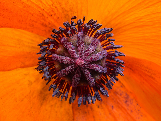 Orange Poppy macro