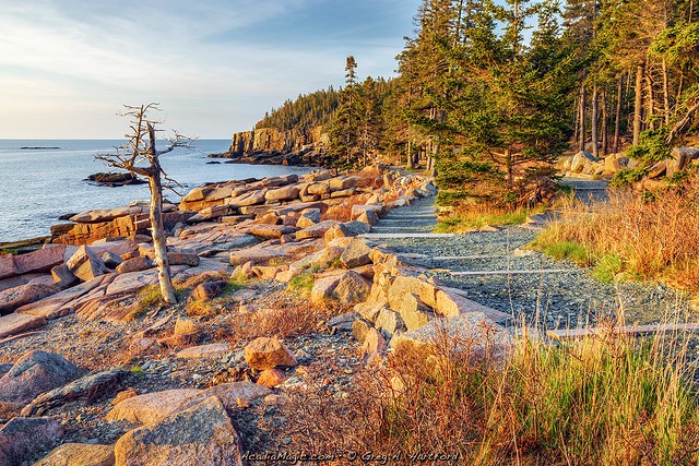 Acadia at Otter Cliff image m1a7840