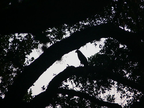 P1280984 Cooper's Hawk at sunset by duckswim2, LBJ NHP Settlement