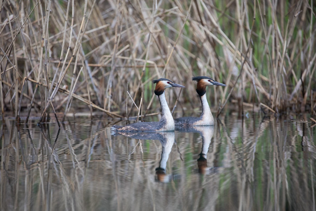 courting Great crested grebes @ Auwald Leipzig 2023