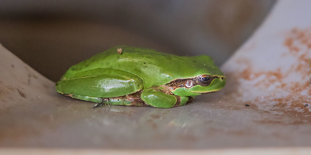 Tiny and Cute - Mediterranean Tree Frog