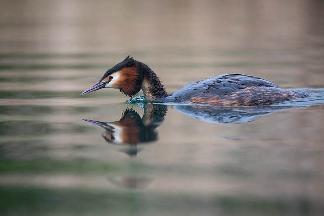 Great crested grebe @ Auwald Leipzig 2023