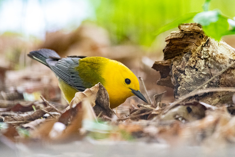 prothonotary-warbler-6103