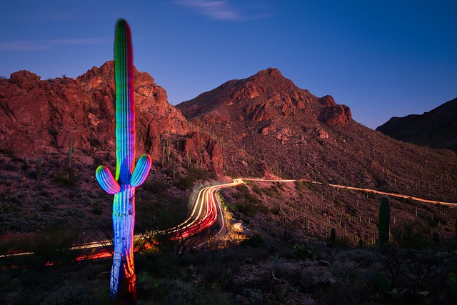 Saguaro nights