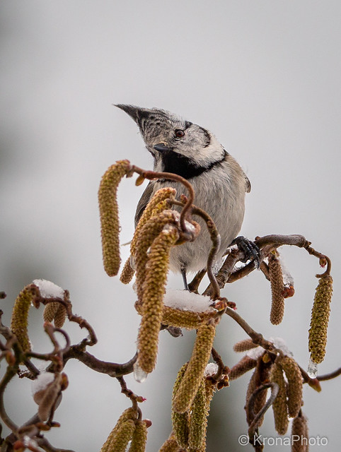 Crested tit / Toppmeis, Norefjell, Norway