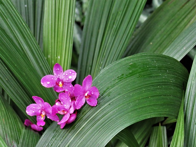 ground orchids