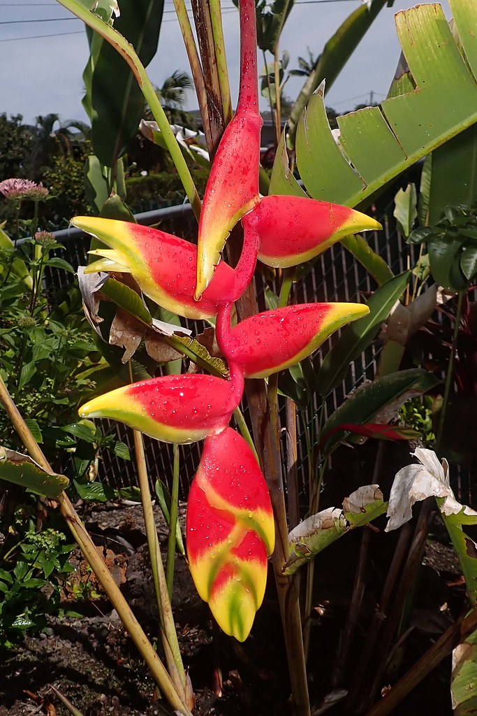 lobster claw heliconia