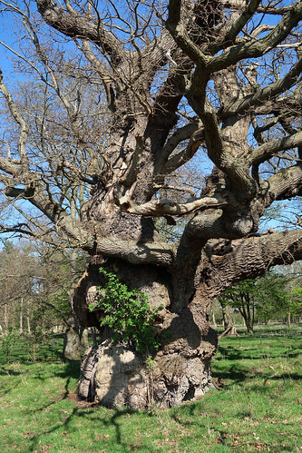 The Repton Oak