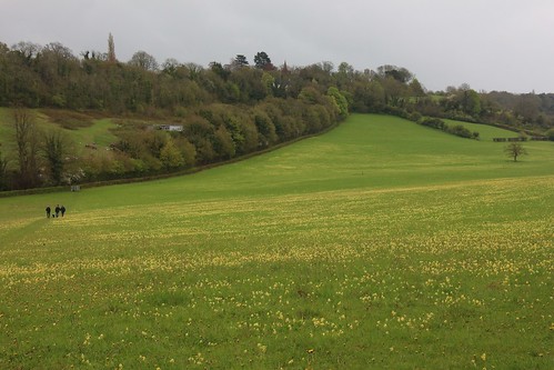 Field of Yellow Flowers near Knockholt