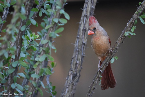 Male Desert Cardinal on Ocotillo