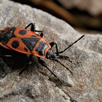 firebug (Pyrrhocoris apterus)