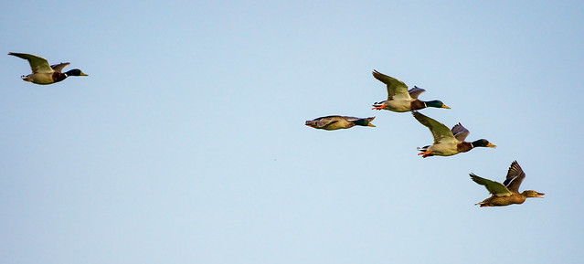 Flying ducks - Anas platyrhynchos - Patos a voar