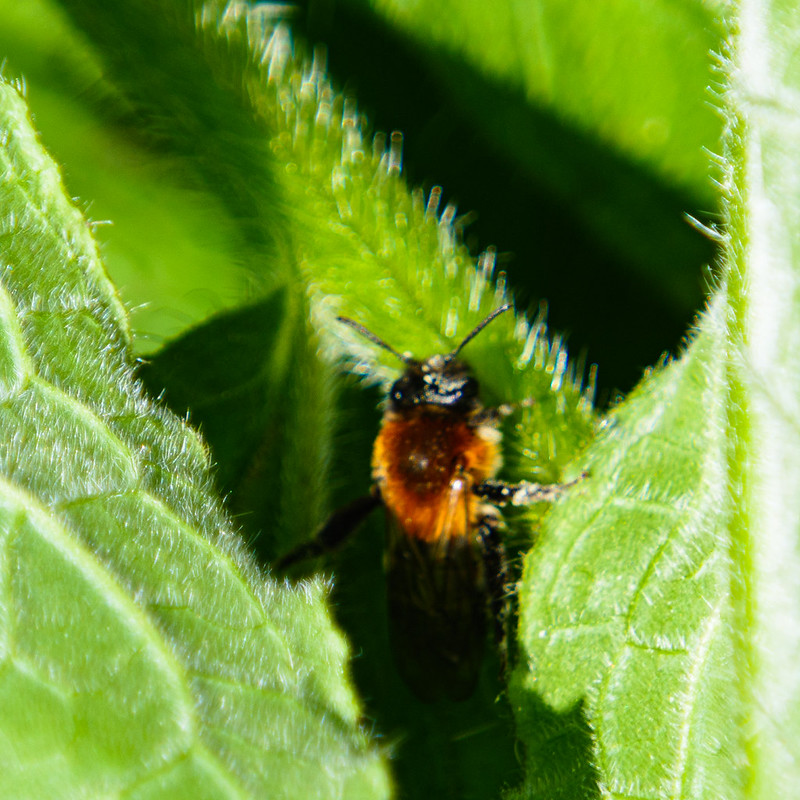 Mining bees, different species