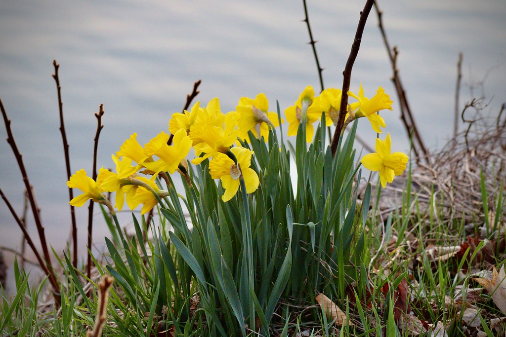 Sunset Daffodils group