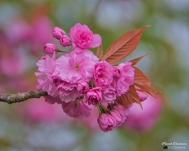 Prunus blossom - Prunusbloesem.