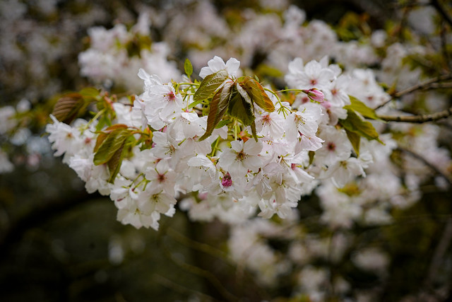 Blossom at Batsford