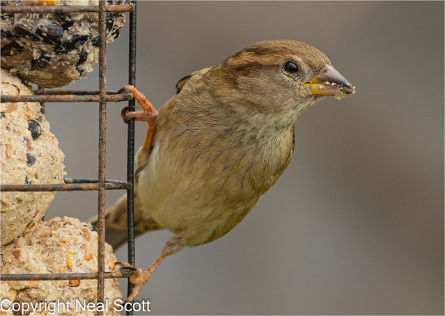 Female House Sparrow 2