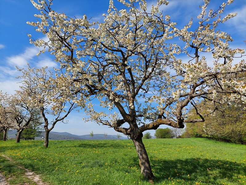 Steinhofgründe: Kirschblüte