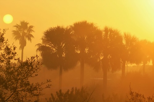 weather fog sunrise gold golden goldenlight palmtrees landscape latewinter florida nature jannagalski jannagal sun eastcoast titusville easterncentralflorida atlanticcoast spacecenter mood moody warm warmlight