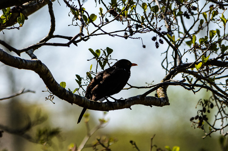 Male blackbird in an alder tree