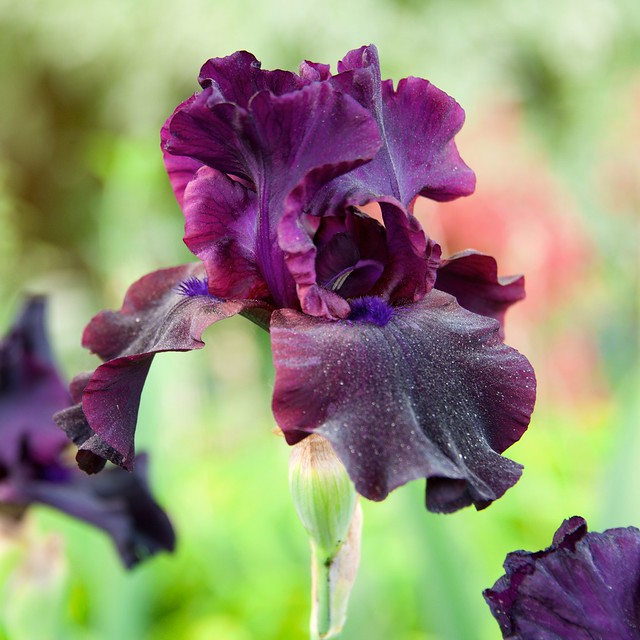 Purple Passion Iris in Spring Garden