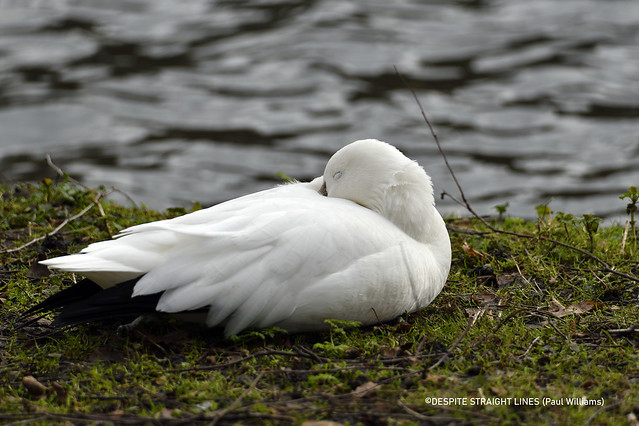 Snow goose (Anser caerulescens)  -  (Published by GETTY IMAGES)