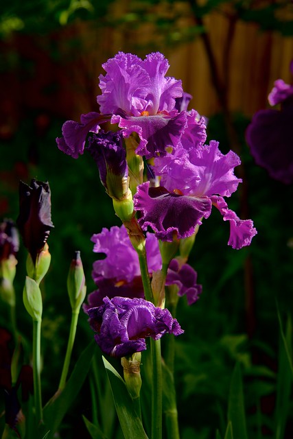 About Town Iris in Morning Light