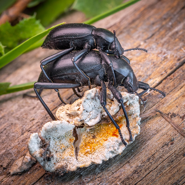 Mating Darkling Beetles