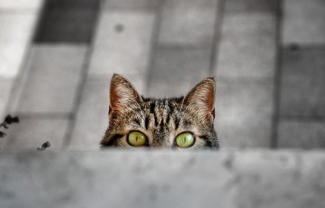 Peek-a-boo!