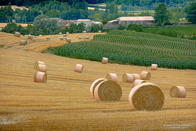 Landscape nearing harvest (Monflanquin/FR)