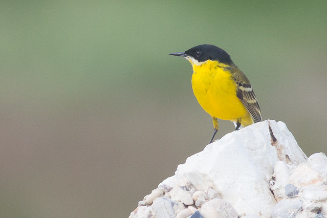Western Yellow Wagtail  - male