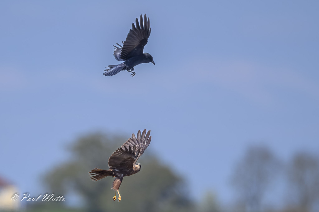 (Western) Marsh Harrier (Circus aeruginosus) being mobbed by a Carrion Crow (Corvus corone)