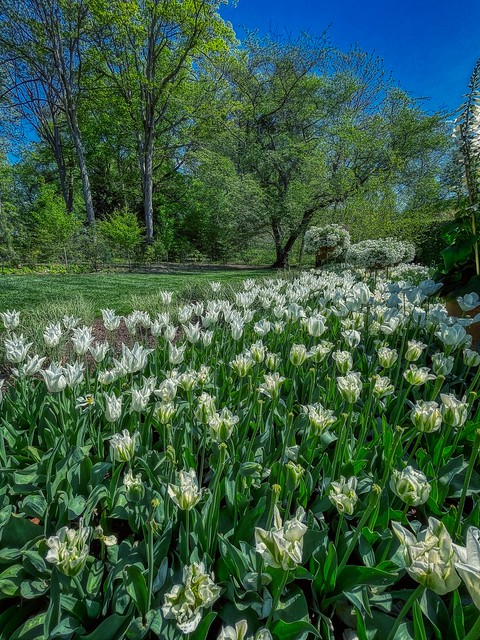 Tulip time at Longwood