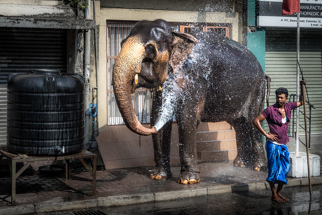 Elephant is feeling the Colombo heat